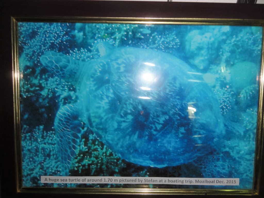 Отель Sea Turtle House Моалбоал Экстерьер фото